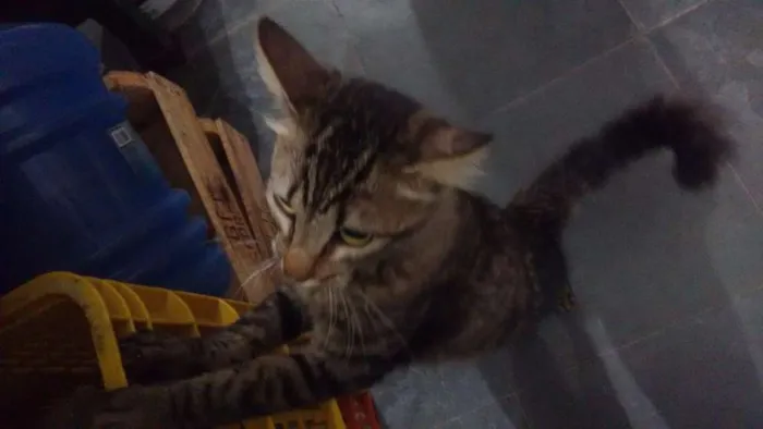 Gato ra a - idade  nome Gato