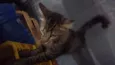 Gato