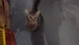 Gato
