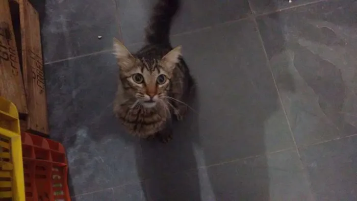Gato ra a - idade  nome Gato