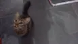 Gato