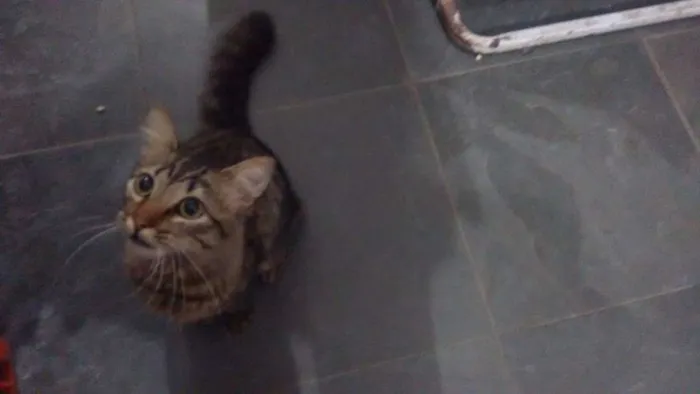Gato ra a - idade  nome Gato