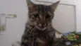 Gato