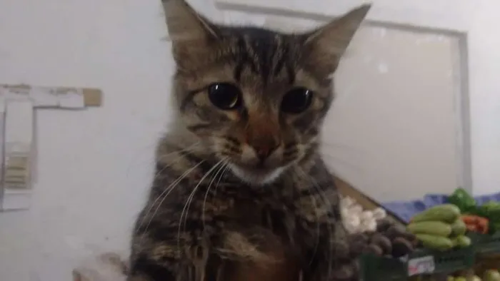 Gato ra a - idade  nome Gato