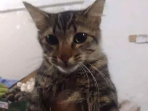 Gato raça - idade  nome Gato