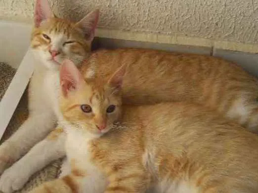 Gato ra a sem raça idade 2 a 6 meses nome sem nome