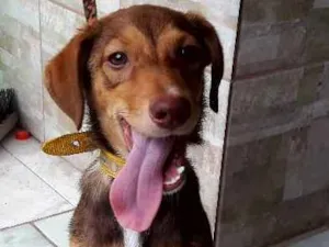 Cachorro raça SRD idade 7 a 11 meses nome Pequena Clarice.