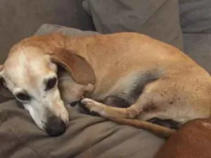 Cachorro raça dachshund (linguicinha) idade 6 ou mais anos nome Dunga/Cebolinha