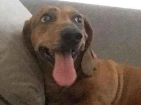 Cachorro ra a dachshund (linguicinha) idade 6 ou mais anos nome Pimenta
