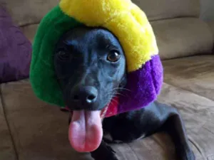 Cachorro raça SRD idade 1 ano nome Lilly GRATIFICA