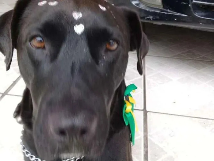 Cachorro ra a  idade 5 anos nome Não sei o nome