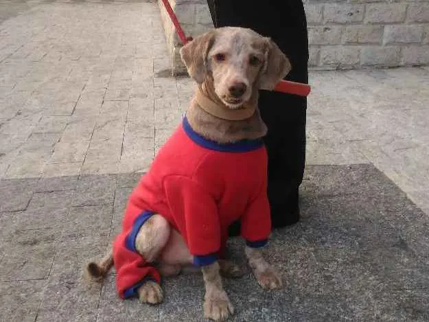 Cachorro raça Poodle standart idade 3 anos nome Vitor