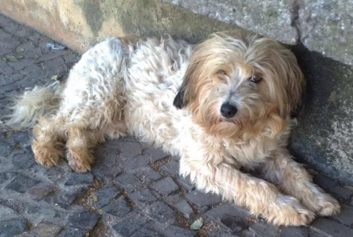 Cachorro ra a SRD idade 1 ano nome GuilherminaEsperança