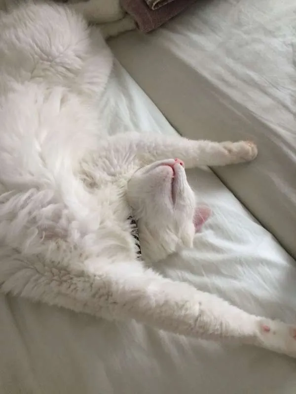 Gato ra a Vira-Lata idade  nome Pérola
