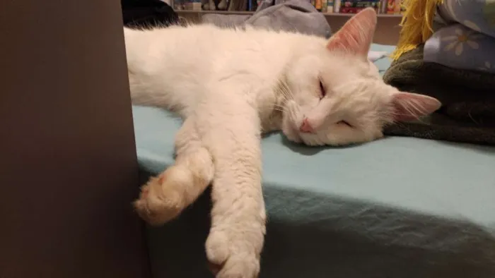 Gato ra a Vira-Lata idade  nome Pérola