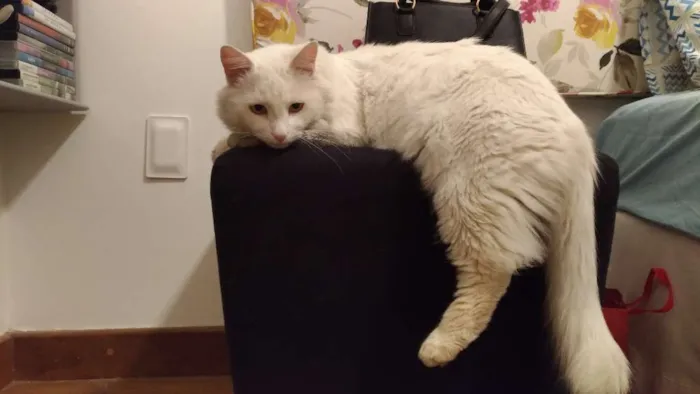 Gato ra a Vira-Lata idade  nome Pérola