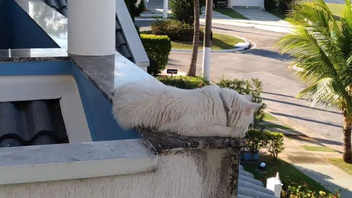 Gato ra a Vira-Lata idade  nome Pérola