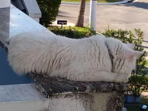 Gato ra a Vira-Lata idade  nome Pérola