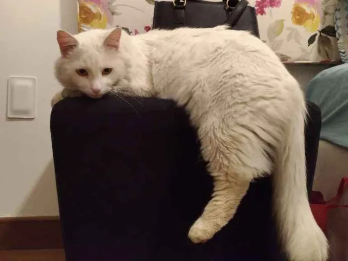Gato ra a Vira-Lata idade  nome Pérola