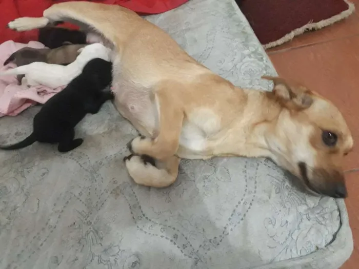Cachorro ra a Vira-lata  idade 7 a 11 meses nome Lili