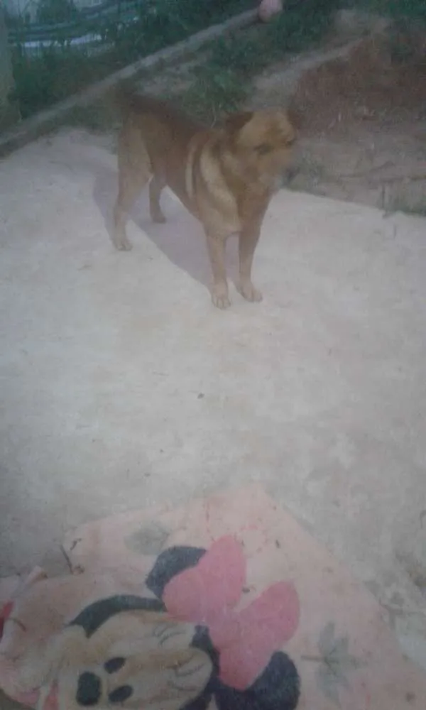 Cachorro raça Show show com labrador idade 1 ano nome Gui