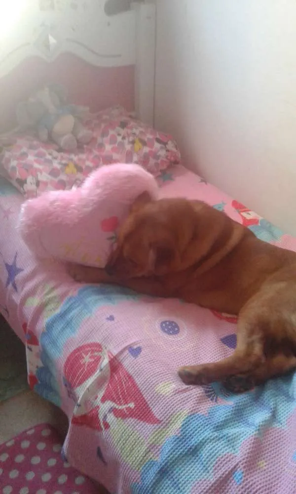 Cachorro raça Show show com labrador idade 1 ano nome Gui