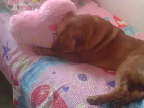 Cachorro raça Show show com labrador idade 1 ano nome Gui