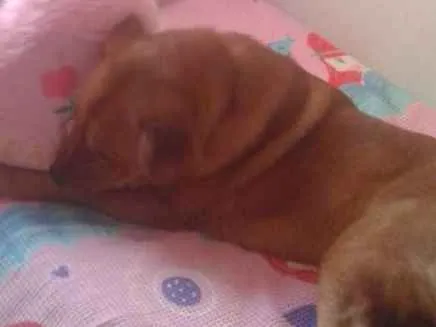 Cachorro raça Show show com labrador idade 1 ano nome Gui