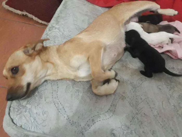 Cachorro ra a Vira-lata  idade 7 a 11 meses nome Lili