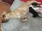 Cachorro raça Vira-lata  idade 7 a 11 meses nome Lili