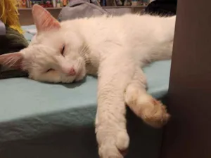 Gato raça Vira-Lata idade  nome Pérola
