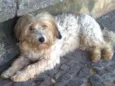 GuilherminaEsperança