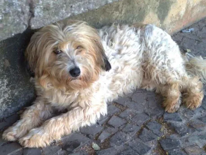 Cachorro ra a SRD idade 1 ano nome GuilherminaEsperança