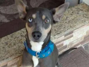 Cachorro raça Mestiço idade 6 ou mais anos nome Tufão