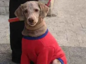 Cachorro raça Poodle standart idade 3 anos nome Vitor