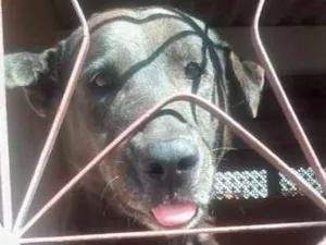 Cachorro raça Pastor Alemão idade 5 anos nome pet