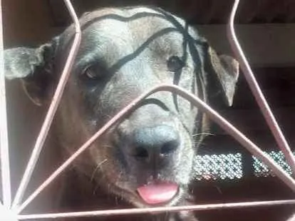 Cachorro ra a Pastor Alemão idade 5 anos nome pet