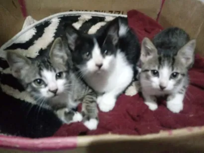 Gato raça Viralata idade 2 a 6 meses nome Dono escolhe nome