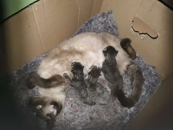 Gato raça Siamês com malhado idade 2 a 6 meses nome Sem nomes