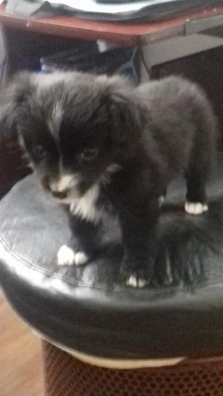 Cachorro ra a vira-lata idade Abaixo de 2 meses nome Não tem um.