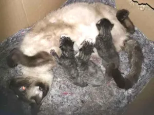 Gato raça Siamês com malhado idade 2 a 6 meses nome Sem nomes