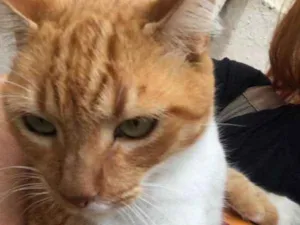 Gato raça SRD idade 6 ou mais anos nome Abelardo GRATIFICA
