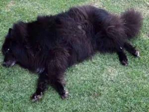 Cachorro raça Pastora belga idade 4 anos nome Chanty