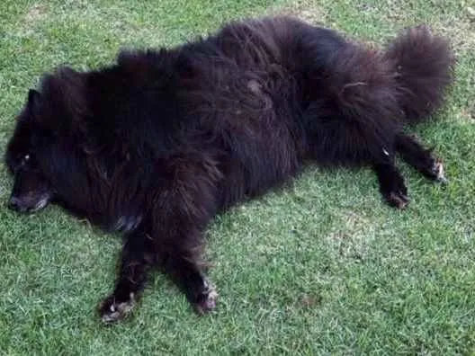 Cachorro ra a Pastora belga idade 4 anos nome Chanty