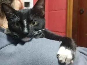 Gato raça Vira lata  idade 2 a 6 meses nome Pretinha