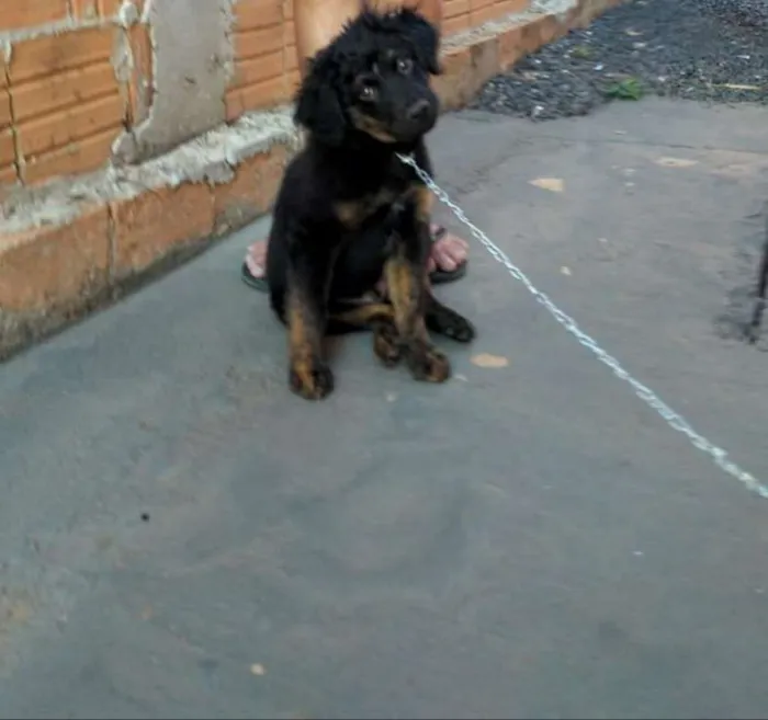 Cachorro ra a S/ IDENT. idade 2 a 6 meses nome THOR