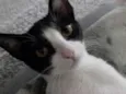 Bella