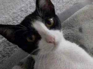 Gato raça Indefinida idade 1 ano nome Bella