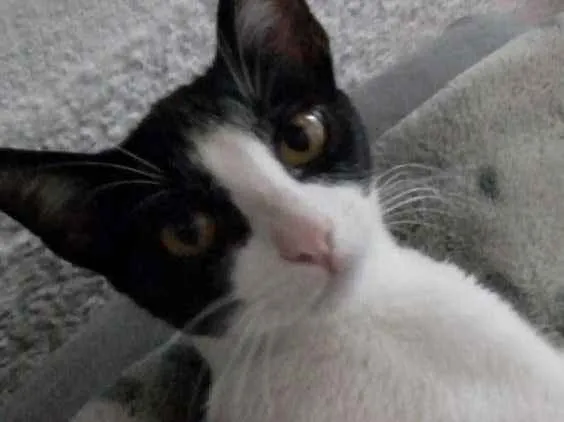 Gato ra a Indefinida idade 1 ano nome Bella