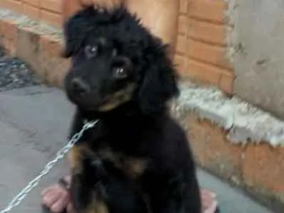 Cachorro ra a S/ IDENT. idade 2 a 6 meses nome THOR